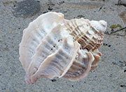 Trophon-geversianus-geversianus